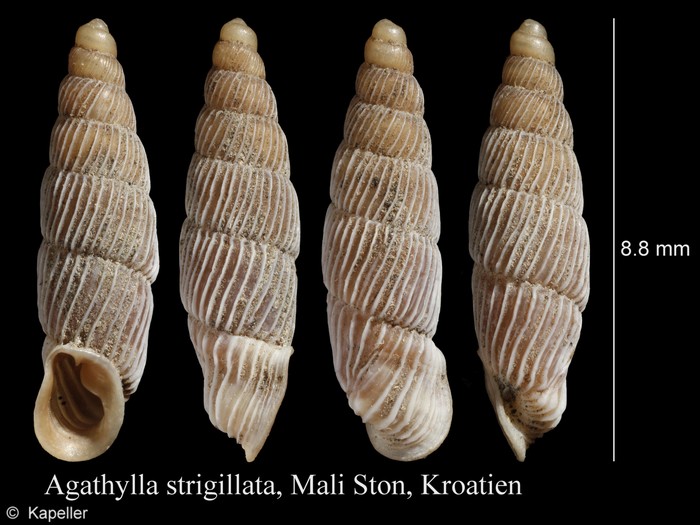 Agathylla strigillata