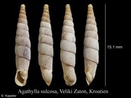 Agathylla sulcosa