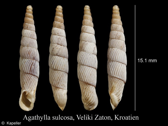 Agathylla sulcosa Agathylla sulcosa