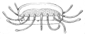 Cunina discoides from Fewkes (1881)