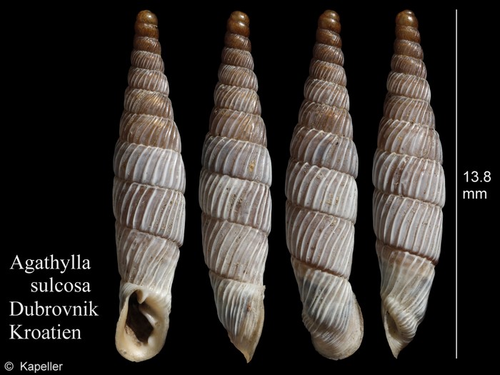 Agathylla sulcosa Agathylla sulcosa