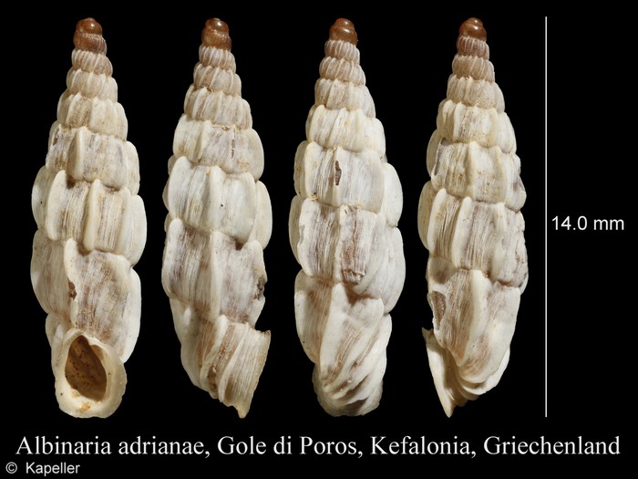 Albinaria adrianae Albinaria adrianae