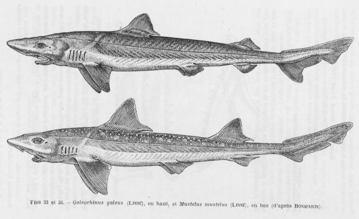 Poll (1947, fig. 033 & 034)