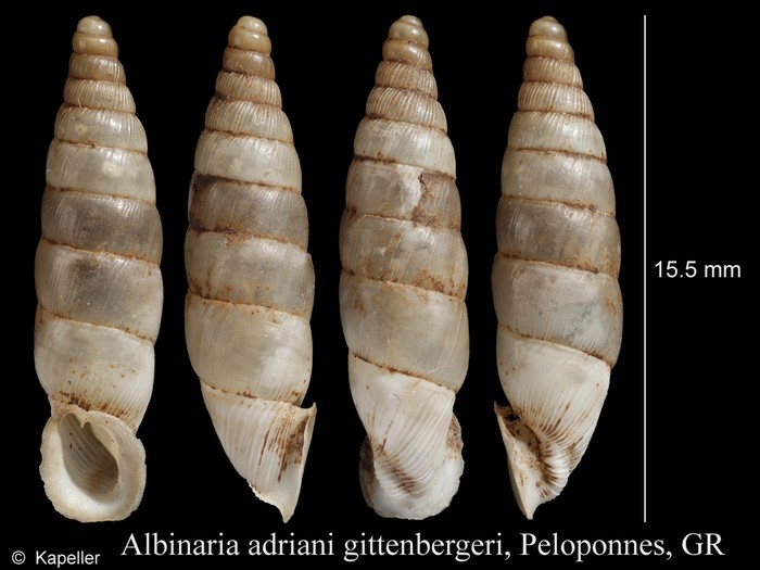 Albinaria adriani gittenbergeri