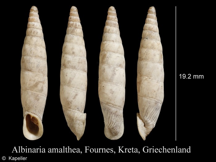 Albinaria amalthea Albinaria amalthea