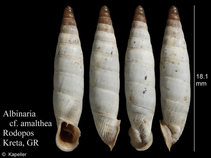 Albinaria amalthea Albinaria amalthea