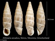 Albinaria arcadica