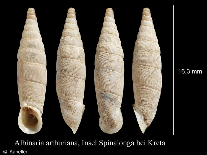 Albinaria arthuriana