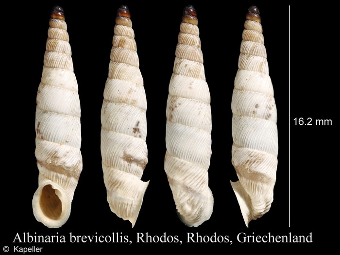 Albinaria brevicollis Albinaria brevicollis