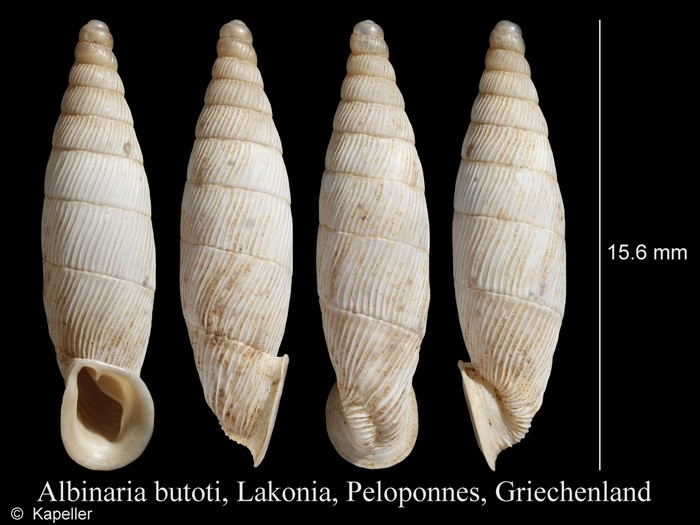 Albinaria butoti Albinaria butoti