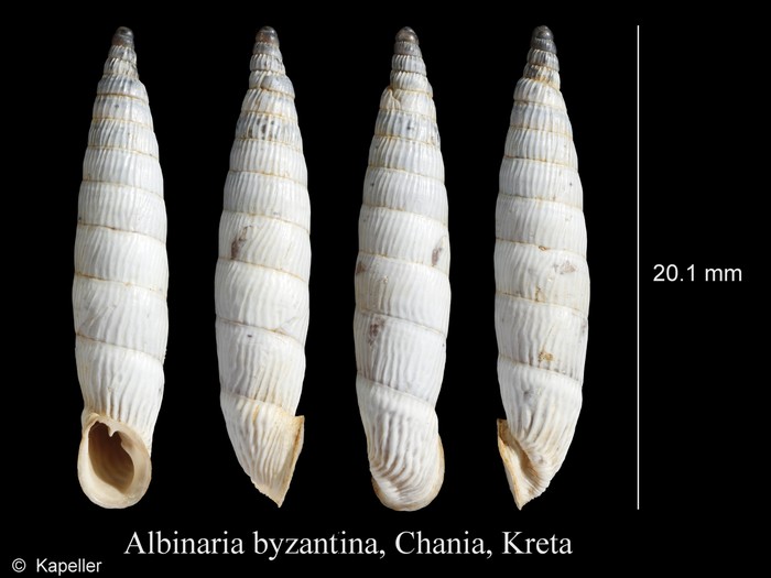 Albinaria byzantina