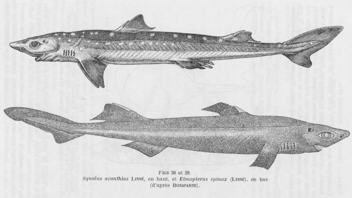 Poll (1947, fig. 038 & 039) Poll (1947, fig. 038 & 039)