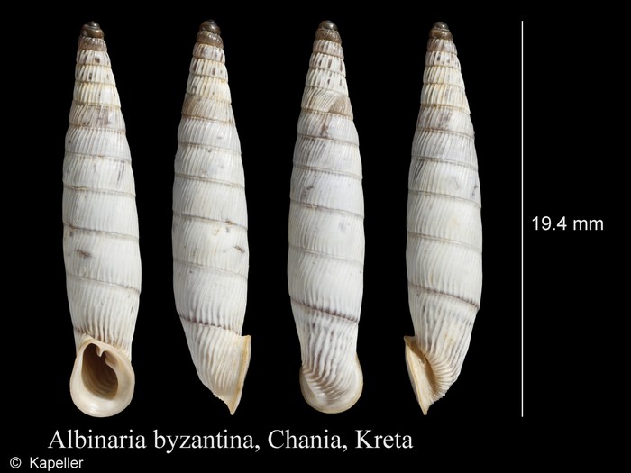 Albinaria byzantina Albinaria byzantina