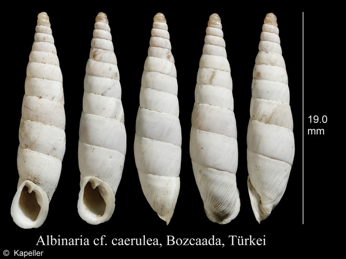Albinaria caerulea Albinaria caerulea
