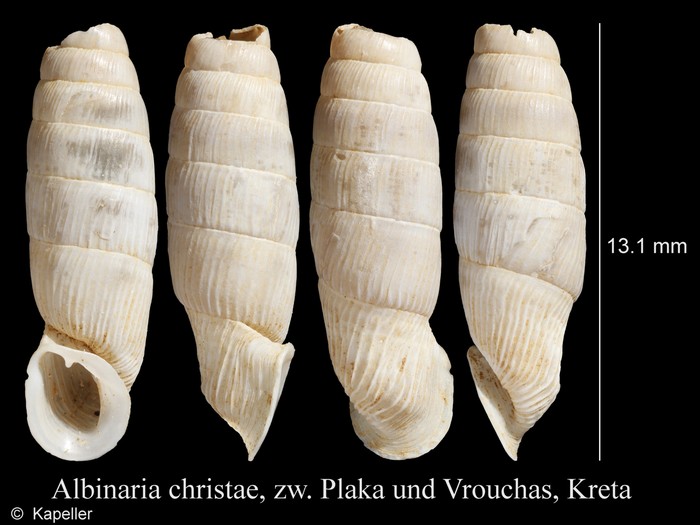 Albinaria christae