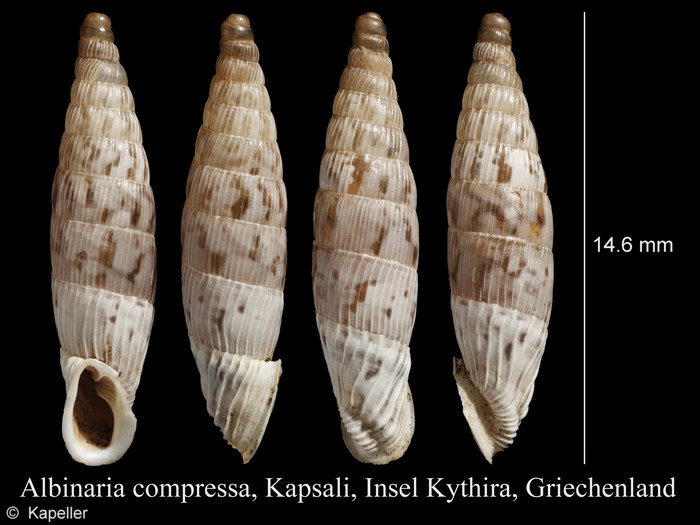 Albinaria compressa Albinaria compressa