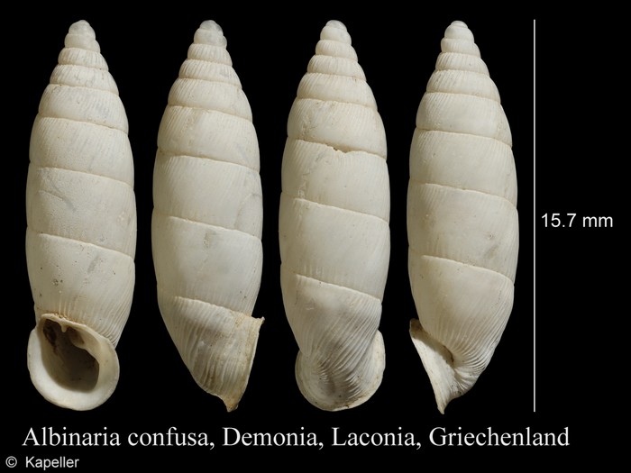Albinaria confusa Albinaria confusa