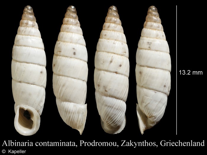 Albinaria contaminata Albinaria contaminata