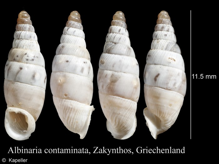 Albinaria contaminata Albinaria contaminata