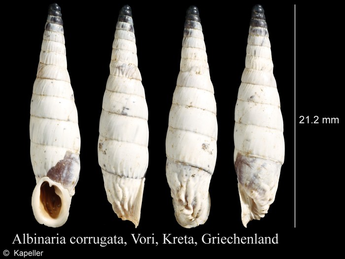 Albinaria corrugata Albinaria corrugata