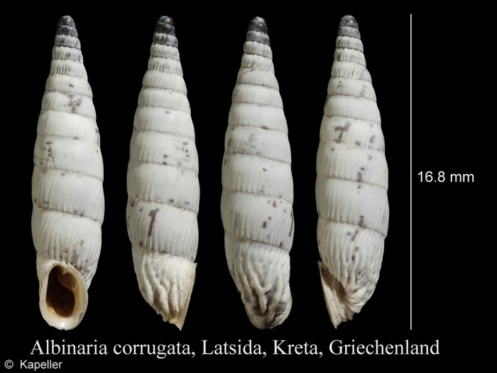Albinaria corrugata Albinaria corrugata