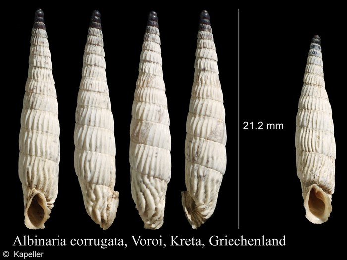Albinaria corrugata Albinaria corrugata