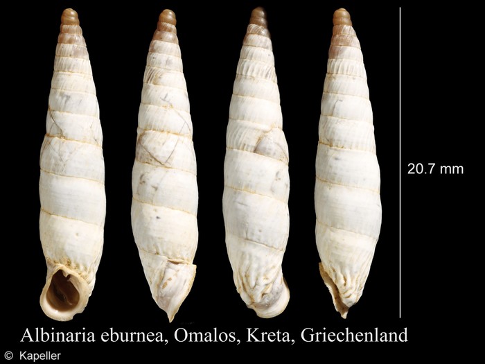 Albinaria eburnea Albinaria eburnea