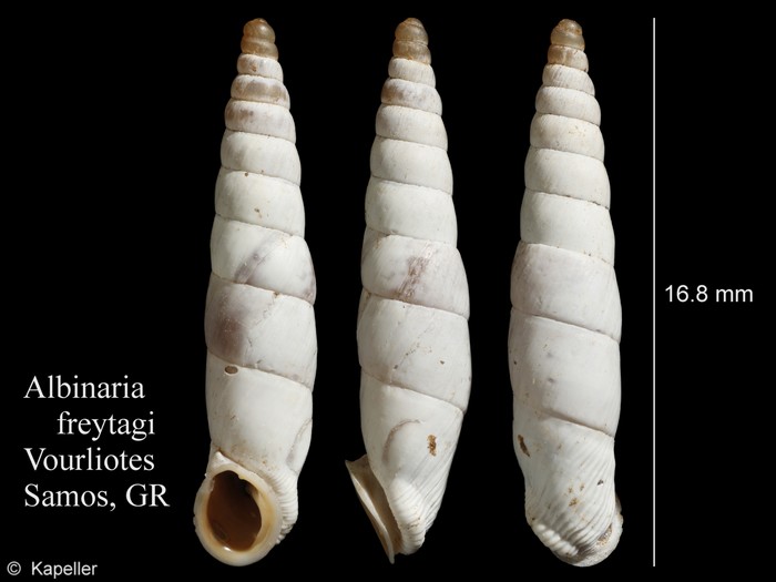 Albinaria freytagi Albinaria freytagi