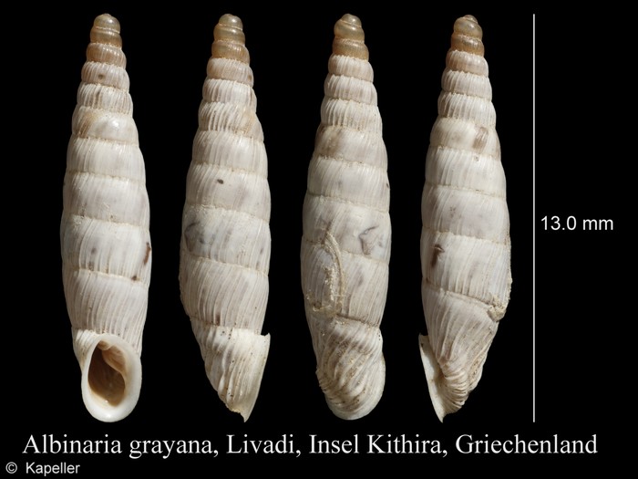 Albinaria grayana Albinaria grayana