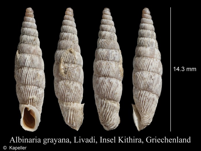 Albinaria grayana Albinaria grayana