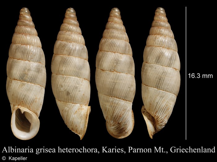 Albinaria grisea Albinaria grisea