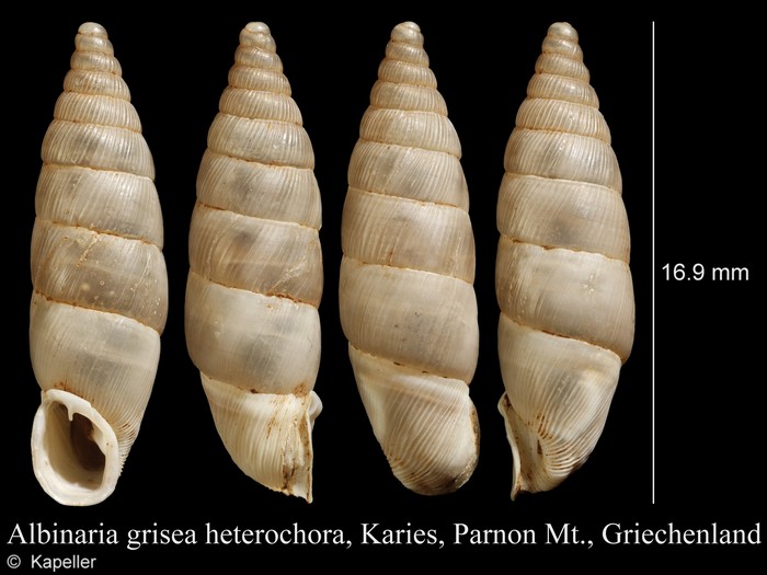 Albinaria grisea heterochroa Albinaria grisea heterochroa