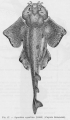 Squatiniformes