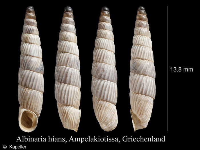 Albinaria hians Albinaria hians
