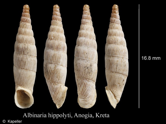 Albinaria hippolyti Albinaria hippolyti