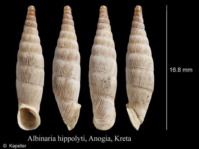 Albinaria hippolyti