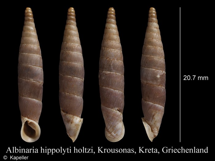 Albinaria hippolyti holtzi Albinaria hippolyti holtzi