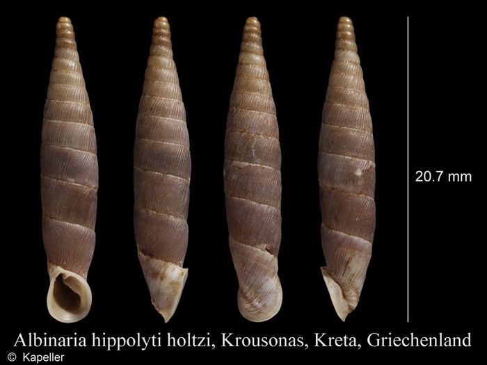 Albinaria hippolyti holtzi