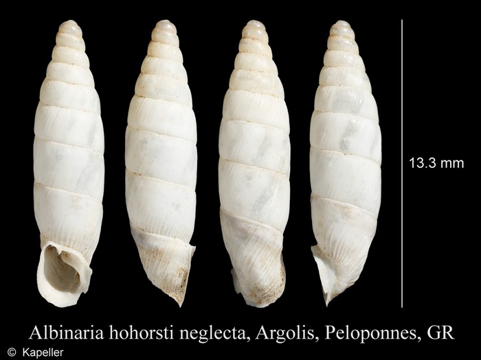 Albinaria hohorsti neglecta Albinaria hohorsti neglecta