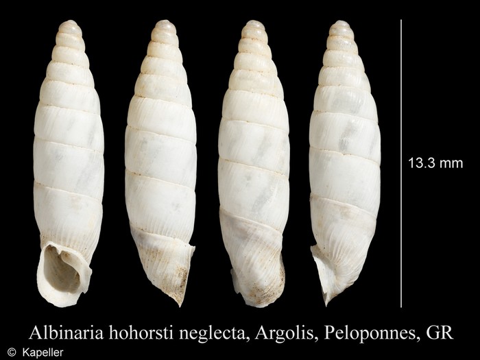 Albinaria hohorsti neglecta