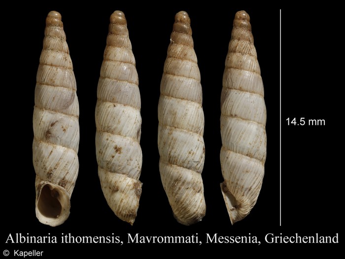 Albinaria ithomensis