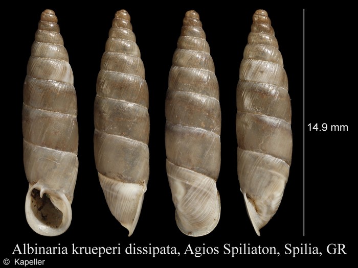 Albinaria krueperi Albinaria krueperi