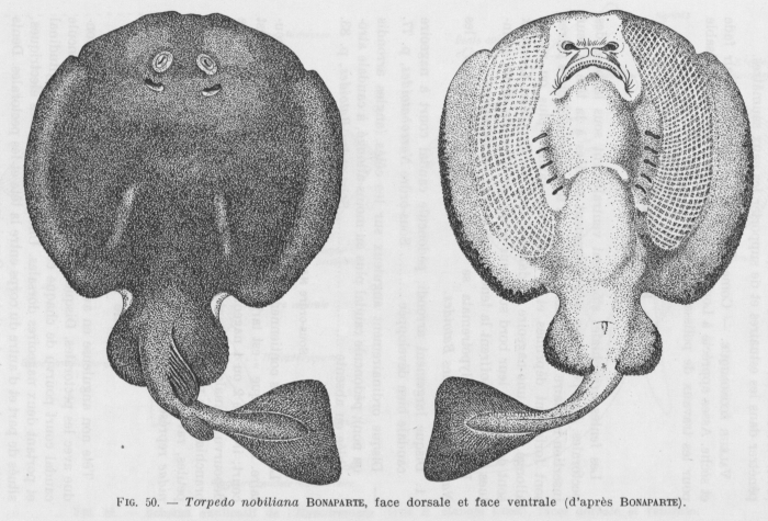 Poll (1947, fig. 050)