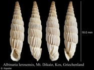 Albinaria lerosiensis
