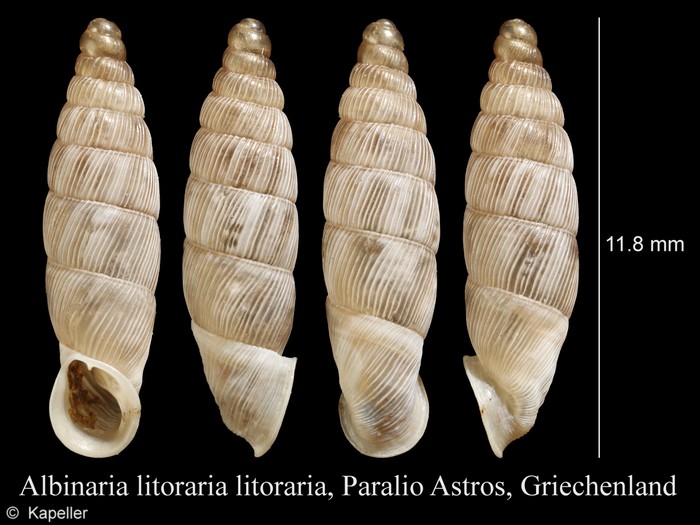 Albinaria litoraria Albinaria litoraria