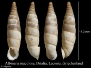 Albinaria maculosa
