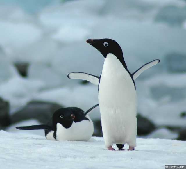 Pygoscelis adelia - Adelie penguins on Adelaide Island