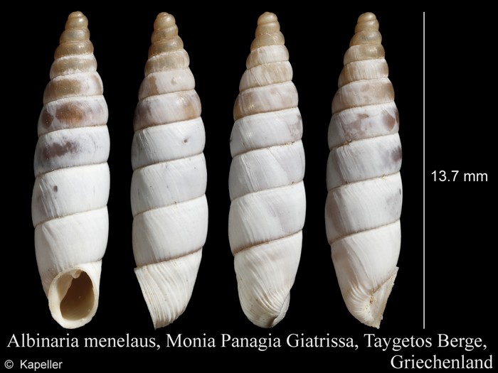 Albinaria menelaus Albinaria menelaus