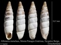 Mollusca (molluscs)