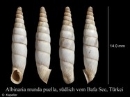 Albinaria munda puella